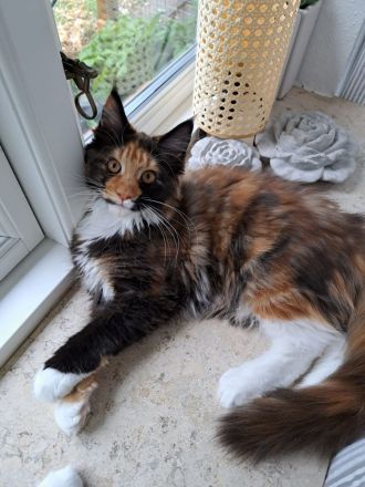 Bezaubernde Maine Coon Mädchen abzugeben