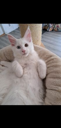 Bezaubernde Maine Coon Mädchen abzugeben