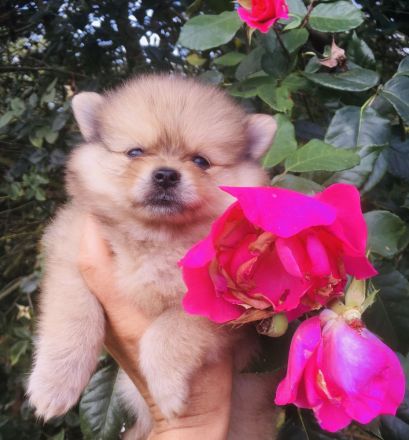 Pomeranian Zwergspitz Welpen