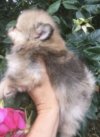 Pomeranian Zwergspitz Welpen