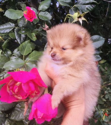 Pomeranian Zwergspitz Welpen