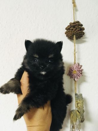 Pomeranian Zwergspitz Welpen