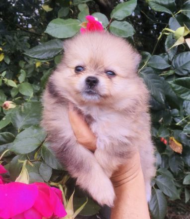 Pomeranian Zwergspitz Welpen