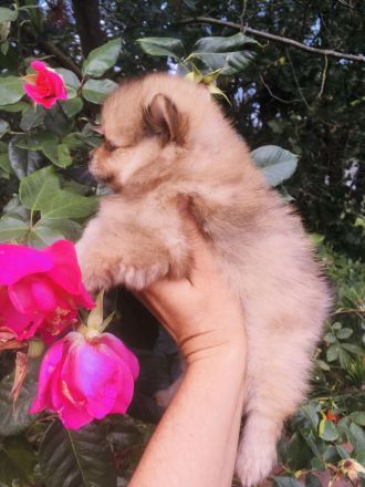 Pomeranian Zwergspitz Welpen