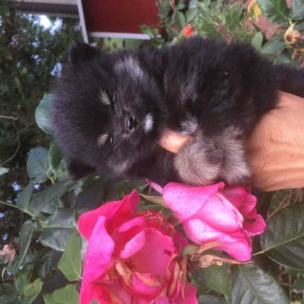 Pomeranian Zwergspitz Welpen