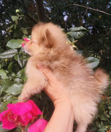 Pomeranian Zwergspitz Welpen