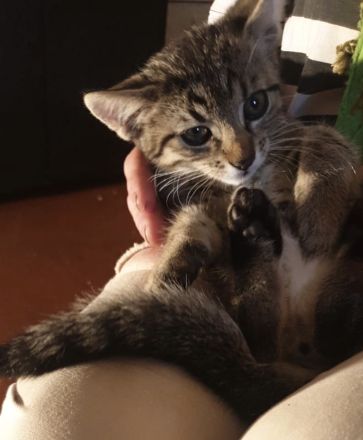 Süße kleine Kätzchen suchen  dringend ein neues Zuhause