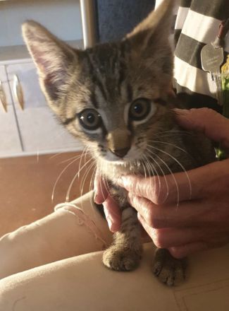 Süße kleine Kätzchen suchen  dringend ein neues Zuhause