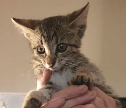 Süße kleine Kätzchen suchen  dringend ein neues Zuhause