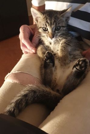 Süße kleine Kätzchen suchen  dringend ein neues Zuhause