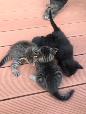 Süße kleine Kätzchen suchen  dringend ein neues Zuhause