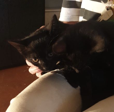 Süße kleine Kätzchen suchen  dringend ein neues Zuhause