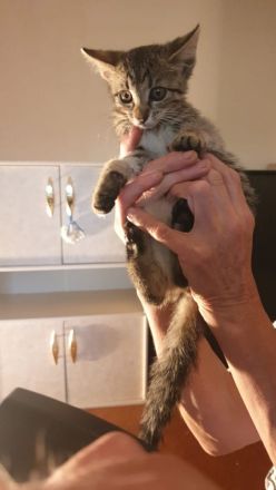 Süße kleine Kätzchen suchen  dringend ein neues Zuhause