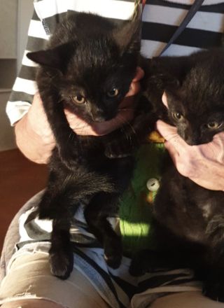 Süße kleine Kätzchen suchen  dringend ein neues Zuhause