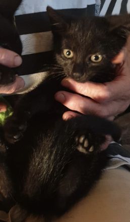 Süße kleine Kätzchen suchen  dringend ein neues Zuhause