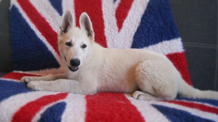 Weisser Schäferhund Welpen FCI