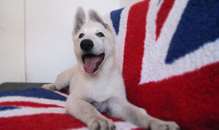 Weisser Schäferhund Welpen FCI