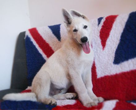 Weisser Schäferhund Welpen FCI