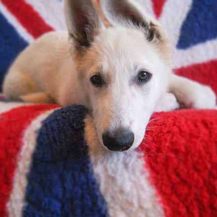 Weisser Schäferhund Welpen FCI