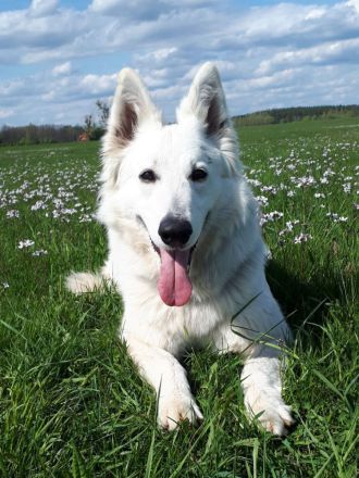 Weisser Schäferhund Welpen FCI