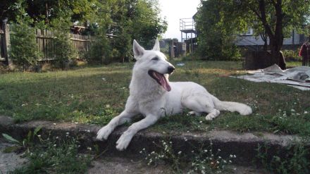 Weisser Schäferhund Welpen FCI