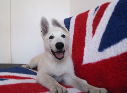 Weisser Schäferhund Welpen FCI