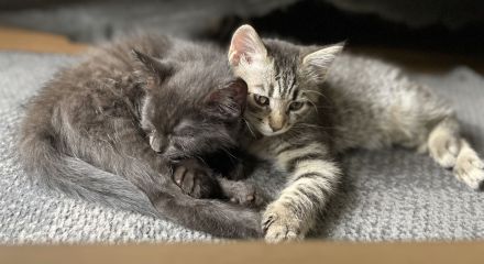 Kitten in liebevolle Hände abzugeben