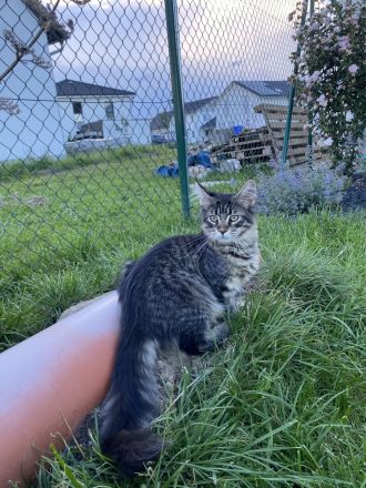 AUSZUGSBEREIT: Maine Coon Dame in Black-tabby sucht liebevolles Zuhause