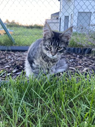 AUSZUGSBEREIT: Maine Coon Dame in Black-tabby sucht liebevolles Zuhause