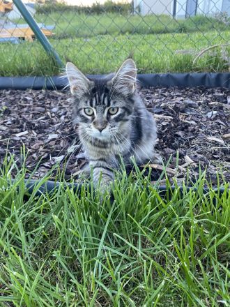 AUSZUGSBEREIT: Maine Coon Dame in Black-tabby sucht liebevolles Zuhause