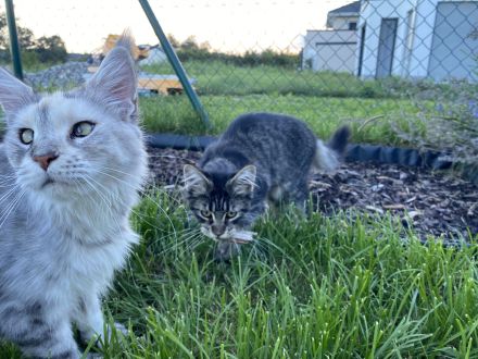 AUSZUGSBEREIT: Maine Coon Dame in Black-tabby sucht liebevolles Zuhause