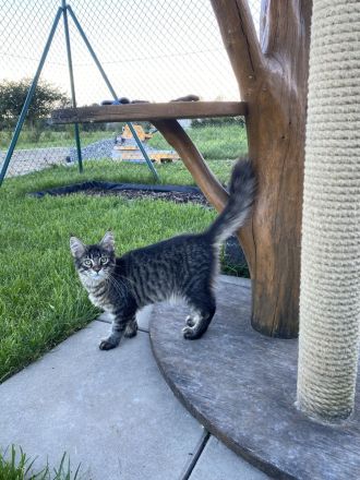 AUSZUGSBEREIT: Maine Coon Dame in Black-tabby sucht liebevolles Zuhause