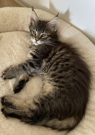 AUSZUGSBEREIT: Maine Coon Dame in Black-tabby sucht liebevolles Zuhause