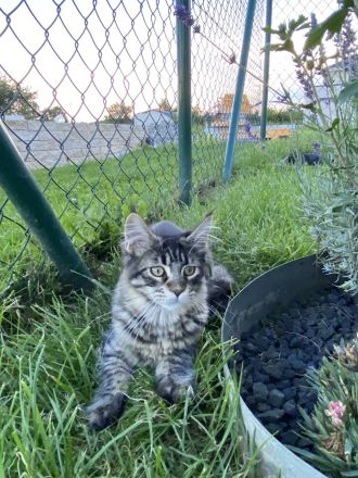 AUSZUGSBEREIT: Maine Coon Dame in Black-tabby sucht liebevolles Zuhause