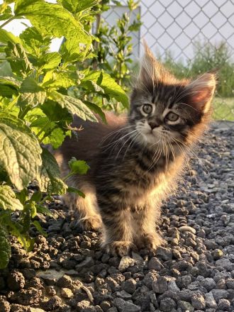 AUSZUGSBEREIT: Maine Coon Dame in Black-tabby sucht liebevolles Zuhause