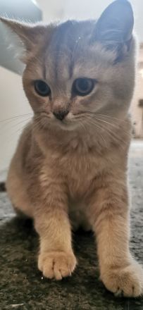 4 reinrassige BKH Kitten