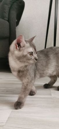 4 reinrassige BKH Kitten