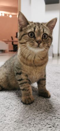 4 reinrassige BKH Kitten