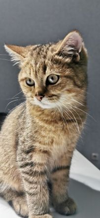 4 reinrassige BKH Kitten