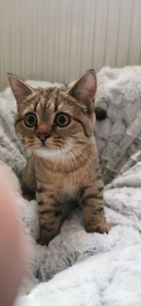 4 reinrassige BKH Kitten