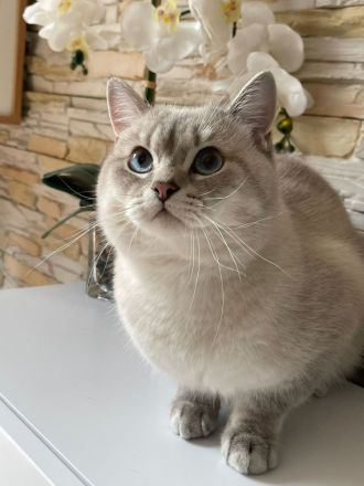 BKH Deckkater mit Stammbaum (Videoüberwacht)