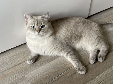 BKH Deckkater mit Stammbaum (Videoüberwacht)