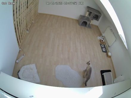 BKH Deckkater mit Stammbaum (Videoüberwacht)