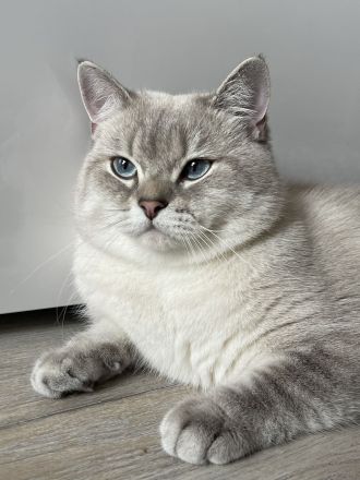 BKH Deckkater mit Stammbaum (Videoüberwacht)