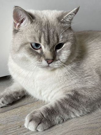 BKH Deckkater mit Stammbaum (Videoüberwacht)