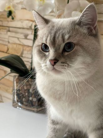 BKH Deckkater mit Stammbaum (Videoüberwacht)