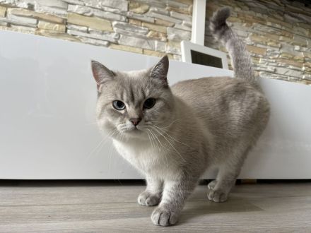 BKH Deckkater mit Stammbaum (Videoüberwacht)