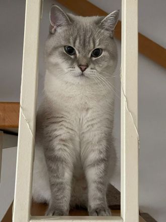 BKH Deckkater mit Stammbaum (Videoüberwacht)