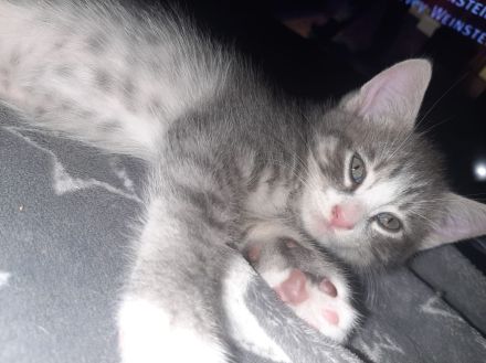 Siebirische Mix Kitten Suchen ein Zuhause !