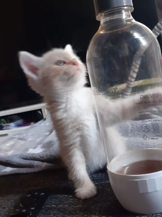 Siebirische Mix Kitten Suchen ein Zuhause !